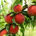 Wondering When Peach Season in California Begins? Learn the Best Months for Ripe, Flavorful Peaches
