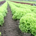 The Benefits and Disadvantages of Organic Agriculture