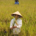 Subsistence Farming and Agriculture: A Path to Survival, Sustainability and Cultural Heritage