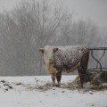 What Do Farmers Do in the Winter? Go Behind the Barn Doors During the Frozen Season