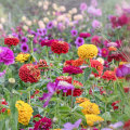 Do Zinnias Come Back Every Year? Tips to Regrow Them Like a Pro