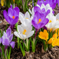 How the First Flowers of Spring Brighten Our Days: A Look at the Most Popular Early Blooms in Nature