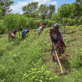 The True Cost of Organic Farming: An Expert's Perspective