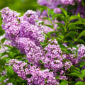 When Do Lilacs Bloom? Discover How to Get the Most Fragrant Season