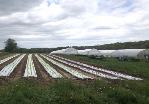 The Challenges of Organic Farming: An Expert's Perspective