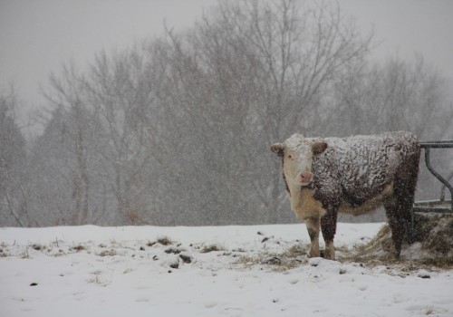 What Do Farmers Do in the Winter? Go Behind the Barn Doors During the Frozen Season
