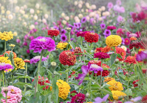 Do Zinnias Come Back Every Year? Tips to Regrow Them Like a Pro