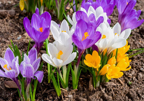 How the First Flowers of Spring Brighten Our Days: A Look at the Most Popular Early Blooms in Nature