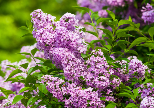 When Do Lilacs Bloom? Discover How to Get the Most Fragrant Season